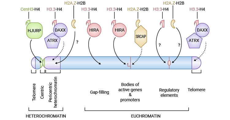 Properties of histone variants