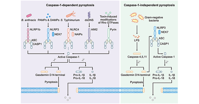 Diagram of caspase-1-dependent pyroptosis and caspase-1-independent pyroptosis