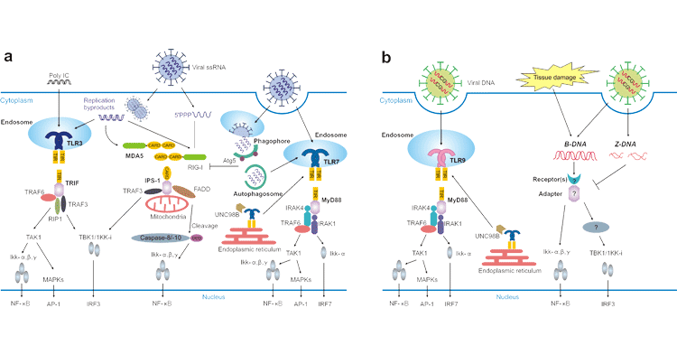 RNA (a) and DNA (b) sensing in virus infection