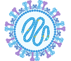 Respiratory syncytial virus Structure