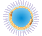 Rabies virus Structure