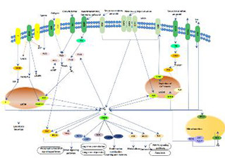 Calcium signaling pathway