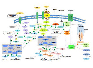mTOR signaling pathway