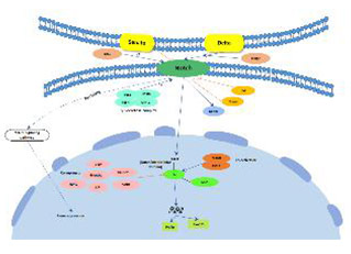 Notch signaling pathway