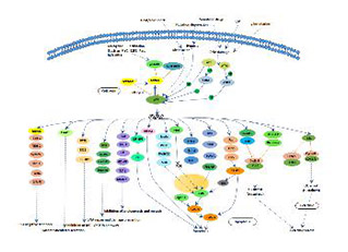 p53 signaling pathway
