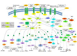 PI3K-Akt signaling pathway