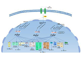 PPAR signaling pathway
