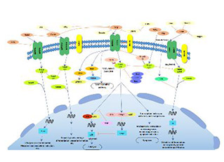 TGF-beta signaling pathway