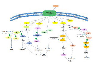 VEGF signaling pathway