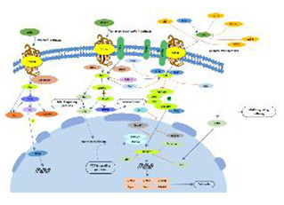 Wnt signaling pathway