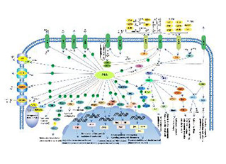 cAMP signaling pathway