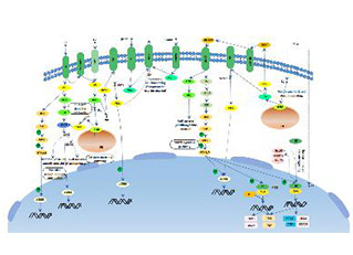 Estrogen signaling pathway
