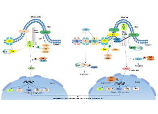 Hedgehog signaling pathway