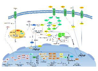 HIF-1 signaling pathway