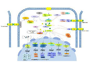 Hippo signaling pathway