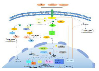 Jak-STAT signaling pathway
