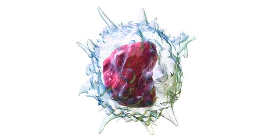 3D Rendering of a Monocyte