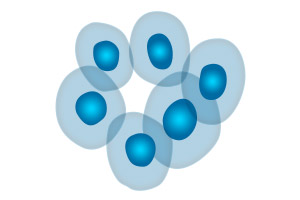 Stable Cell Lines