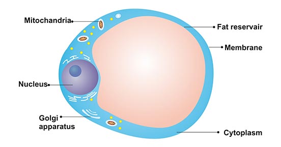 The Structure of Adipocyte