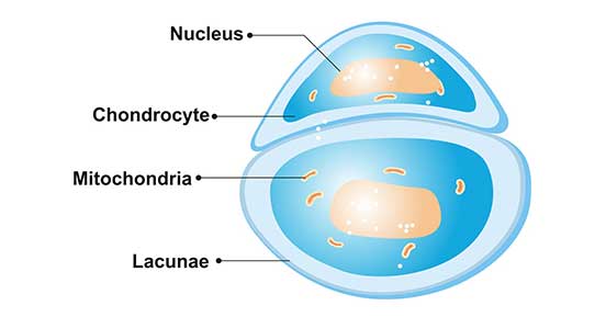 The Structure of Chondrocyte