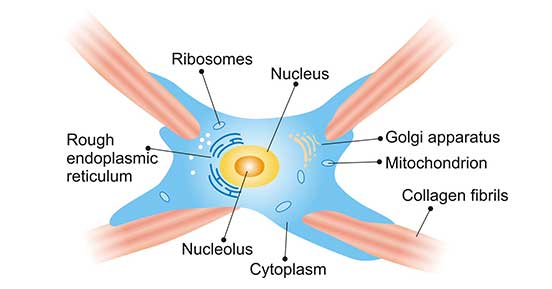 The Typical Structure of Fibroblast