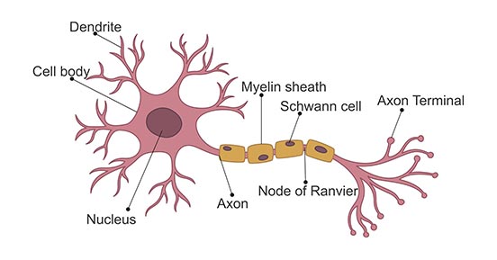 Structure-Neuron.jpg