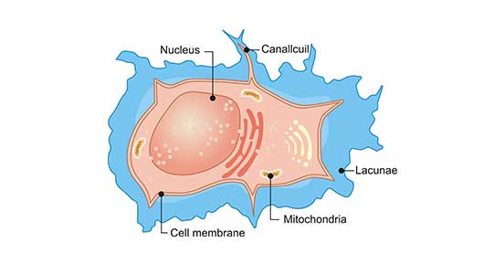 The Structure of Osteocyte