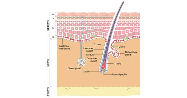 The Skin and Its Structure