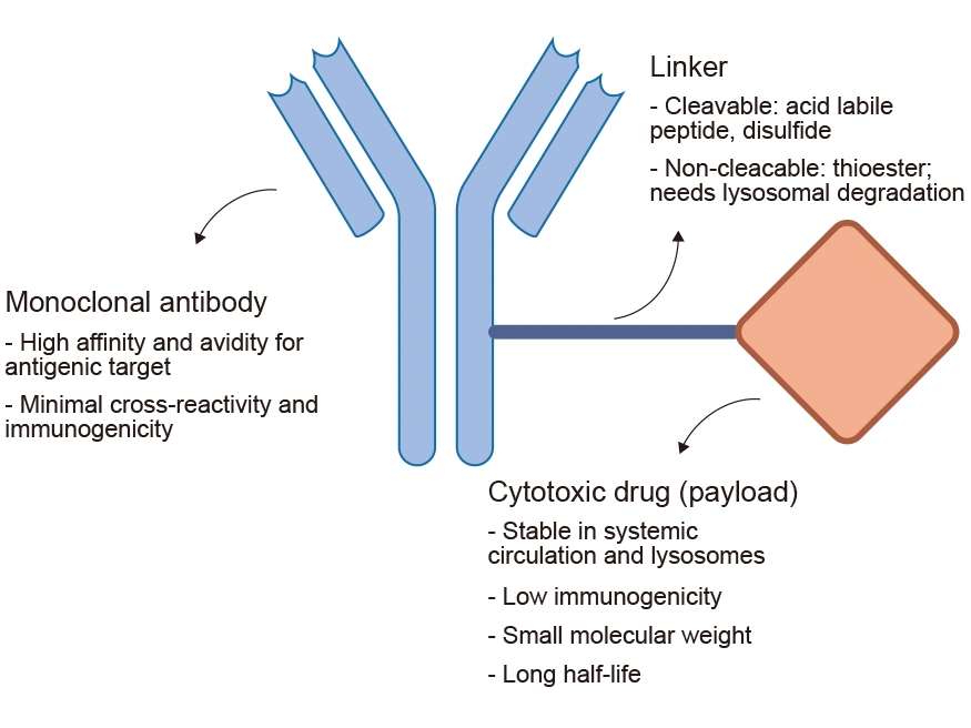 The structure and main components of ADCs