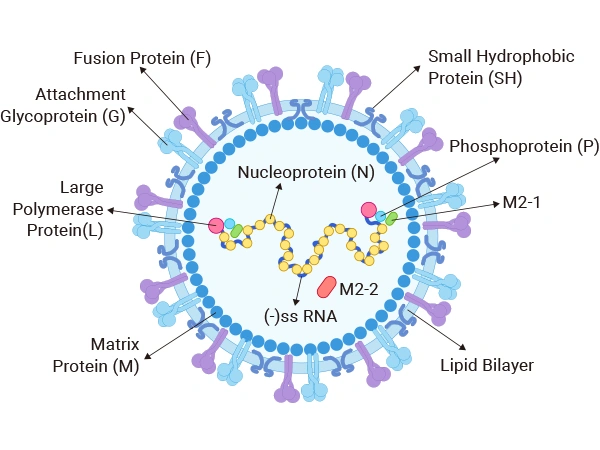Structure of the coronaviruses