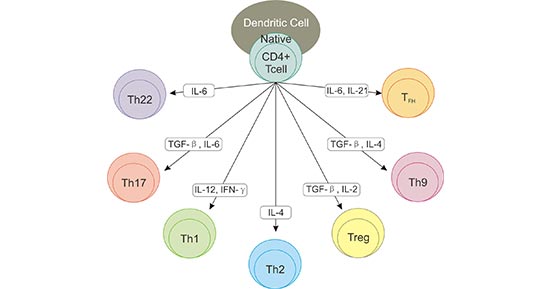 The Subtypes of CD4+ Cells