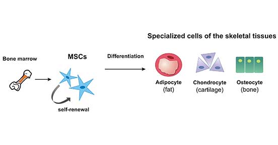 The Subtypes Of MSCs