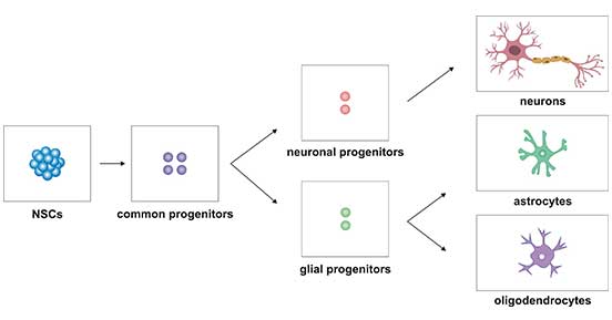 The Subtypes Of NSCs