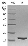 CSB-AP004941HU SDS-PAGE