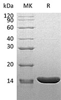 CSB-AP005031MO SDS-PAGE