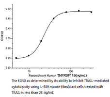 CSB-AP004951HU SDS-PAGE