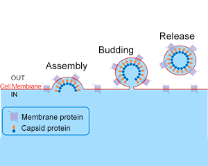 Virus Like Particles Platform