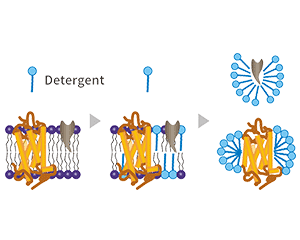 Detergent Micelle Platform