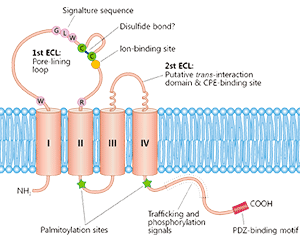 CLDN18.2 4-time transmembrane protein