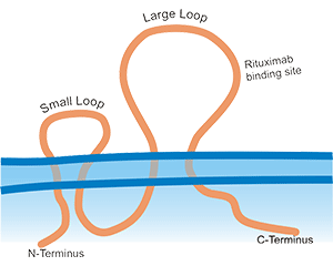 CD20 4-time transmembrane protein