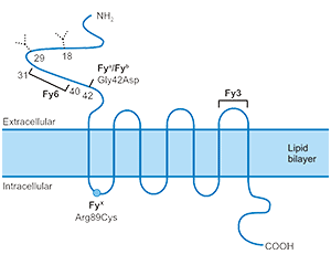 ACKR1 7-time transmembrane protein