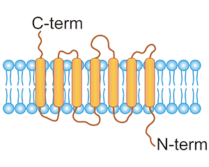 ADIPOR17-time transmembrane protein