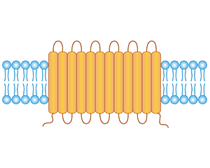 SLC7A11 12-time transmembrane protein