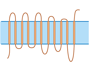 RHD 11-time transmembrane protein