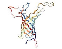 Transmembrane Proteins