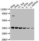 TagControl Antibodies Sensitivity01