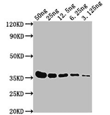 TagControl Antibodies Sensitivity02