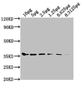 TagControl Antibodies Sensitivity03