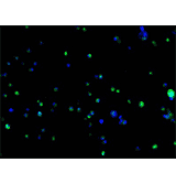 TagControl Antibodies ValidationIF