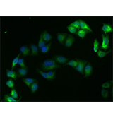 TagControl Antibodies ValidationIF2